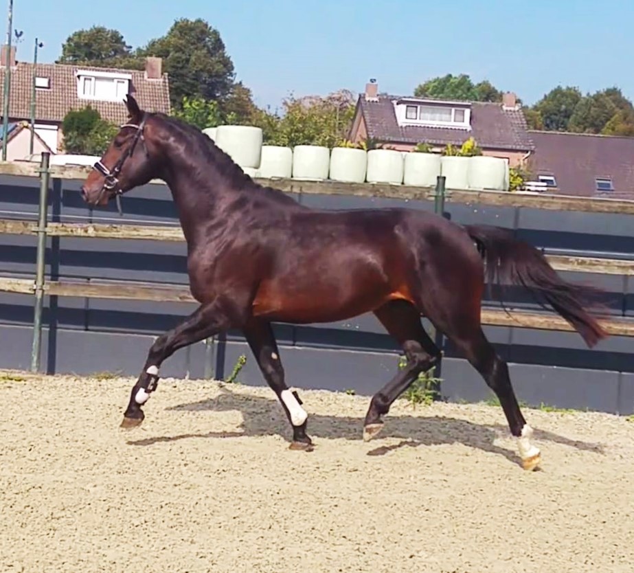 2 year old Colt by NEGRO